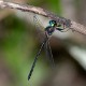 Pseudocordulia circularis male (1 of 2)